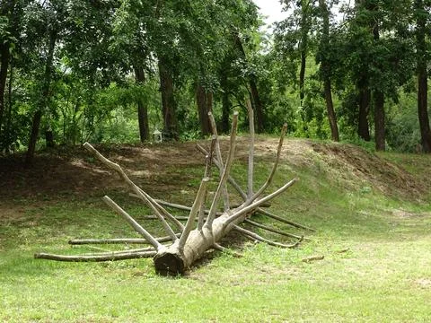 Fallen tree in the forest Foto stock