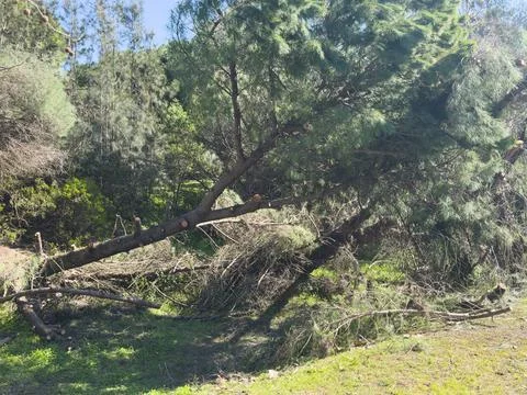 Fallen tree in the forest Stock Photos