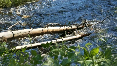 Fallen Tree in a Forest River Stock Footage 98430707