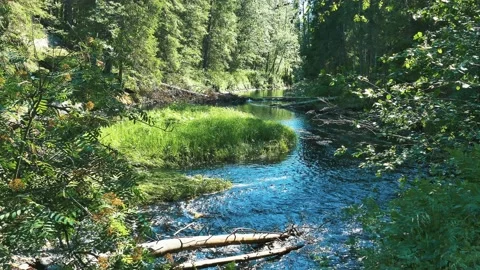 Fallen Tree in a Forest River Stock Footage 125980908