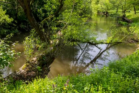 Fallen tree in forest river Stock Photos