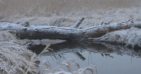 A fallen tree in a forest river, winter, 4K slomo Stock Footage 168377275