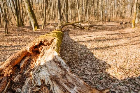 Fallen tree in the forest road Stock Photos