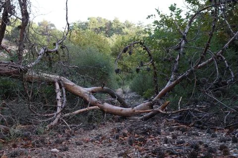 A fallen tree on the forest road Stock Photos