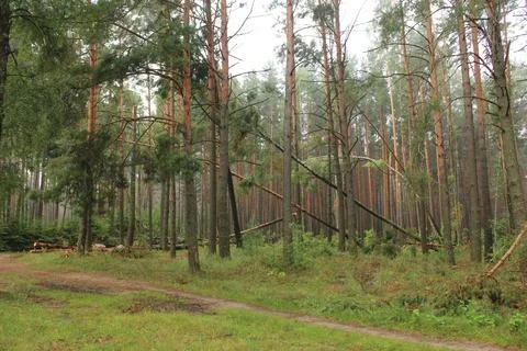 A fallen tree in the forest. Rotten trees in the forest. Fallen Tree Stock Photos