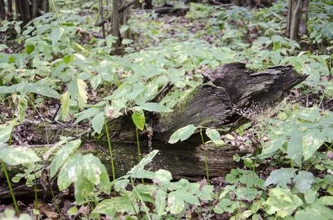 Fallen tree in the forest. Selective focus. Shallow depth of field Stock Photos