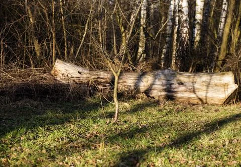 Fallen tree in forest, Solvay Park, Krakow, Lesser Poland, Poland Фото