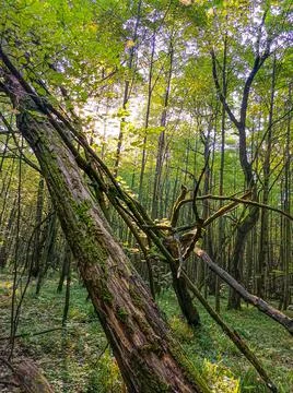 A fallen tree in the forest summer landscape Stock Photos