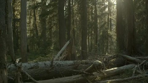 Fallen tree in the forest on a sunny day Stock Footage 87700688