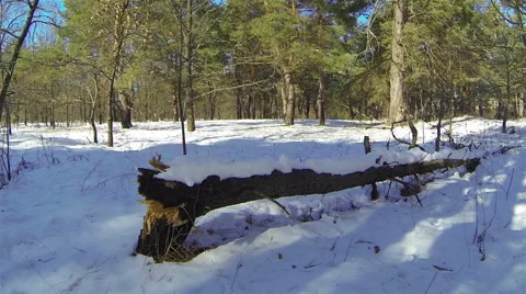 Fallen tree in the forest in the winter. Video stock 47159688