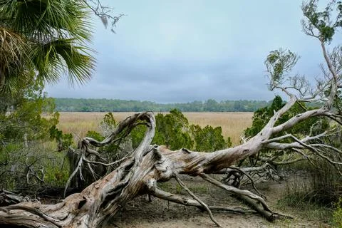 Fallen tree framed by sabal palms and looking over a vast grassy plain. Stock Photos