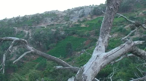 Fallen tree in front of vineyards Stock Footage 21442200