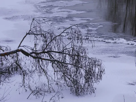 Fallen Tree on a Frozen Lake Stock Footage 73548201