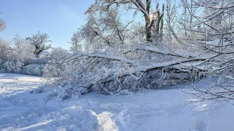 Fallen tree fully covered by the snow, caused by a heavy snowfall Stock Photos