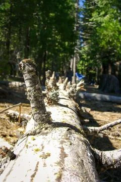 Fallen tree with green branches Stock Photos
