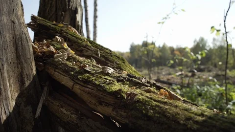 Fallen tree with green moss at the beginning of the autumn forest panning slider Stock Footage 126540720