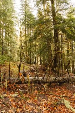 A fallen tree on the ground between trees in a spruce forest. Stock Photos