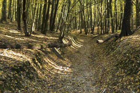 Fallen tree on a ground path through a forest Stock-Fotos