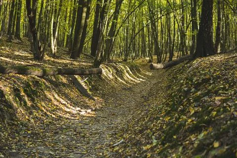 Fallen tree on a ground path through a forest Foto stock