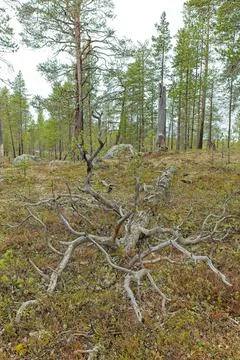 Fallen tree on the ground. Stock-Fotos