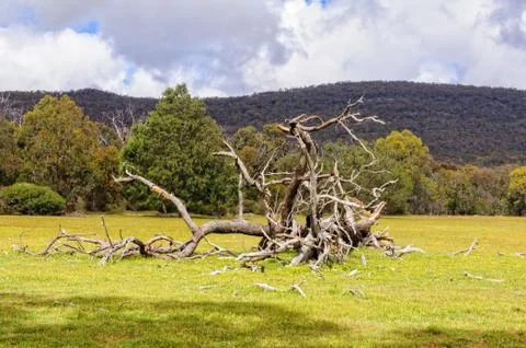 Fallen tree - Halls Gap Stock Photos