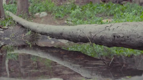 Fallen Tree hanging over stream Stock Footage 62311210