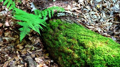 The fallen tree has grown moss and fern Stock Photos