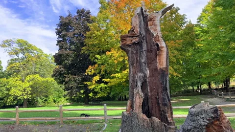 Fallen Tree in High Park Stock Footage 289181773