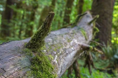 A fallen tree in the Hoh Rainforest Stock Photos