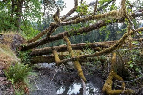 A fallen tree in the Hoh Rainforest Stock Photos
