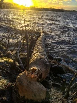 Fallen tree in the lake - blame the beaver Stock Photos