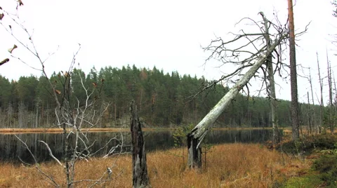Fallen tree on a lake Stock Footage 49580719