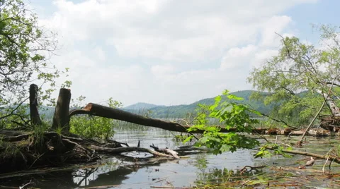 Fallen tree by the lake Stock Footage 51221594