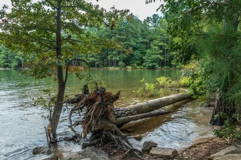Fallen tree into the lake Stock Photos