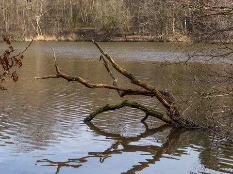 Fallen Tree in Lake Stock Photos