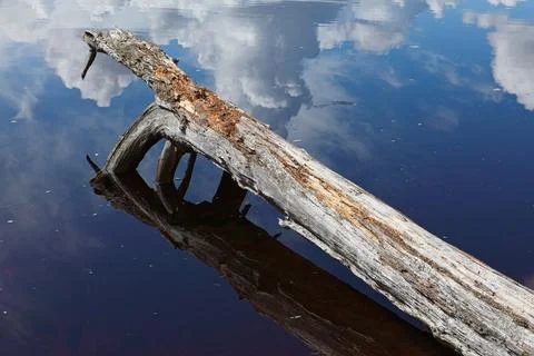 Fallen tree in lake. Foto stock