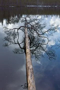 Fallen tree in lake. Stock Photos