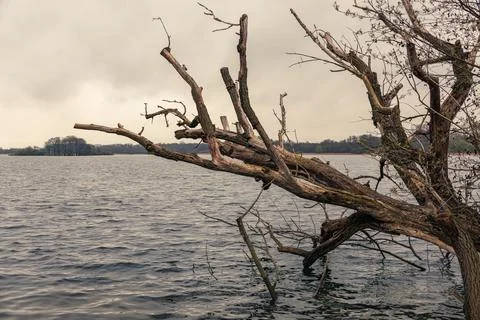 Fallen Tree At Lake Schaalsee Stock Photos