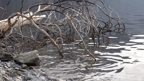 Fallen tree on the lake shore Stockbeeldmateriaal 113384288