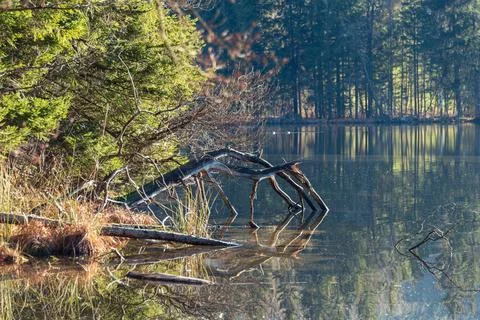 Fallen Tree At Lake Tuettensee Stock Photos