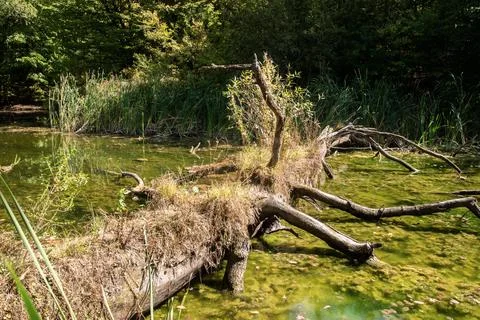 Fallen tree on lake waters Foto stock