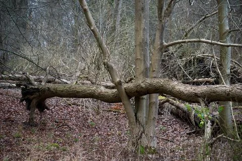 Fallen tree landed in tree fork Stock Photos