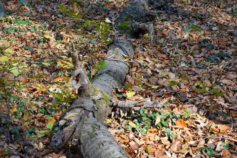 A fallen tree laying on top of a pile of leaves Stock Photos