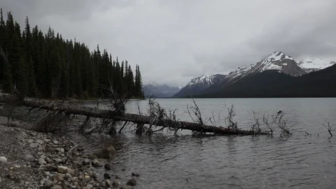 Fallen tree lays in a river in Alberta Video stock 90854036