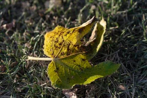 Fallen tree leaf in evening light Stock Photos