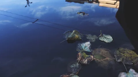Fallen from a tree leaf in a puddle, slowly floating on the water Stock Footage 117431968