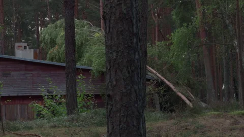 Fallen tree leaning across rustic cabin hidden among dense pine forest Stock Footage 345267140