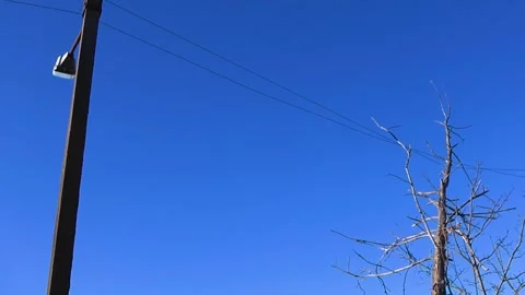 Fallen Tree Leaning on Electrical Power Lines After Storm Stock Footage 333851630
