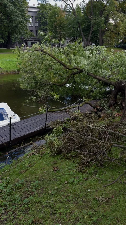 Fallen tree leaning over dock beside calm water in leafy park near dark building Stock Footage 344967205
