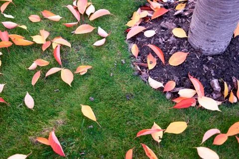 Fallen tree leaves. Stock Photos